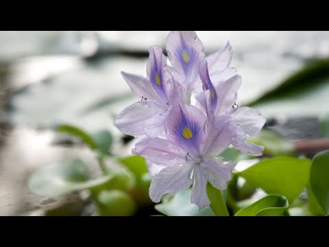 Jacinto de agua - Jardinería