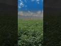Beauty of Village #shorts #viralreels #photography #shortvideo