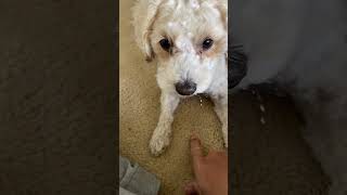 Maltipoo Tricks for Cheese