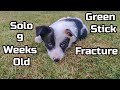 Solo 9 Weeks Old Green Stick Fracture Back Garden