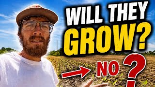A DAY ON THE FARM! soybean update, goats, spraying, seed drill and disk maintenance!