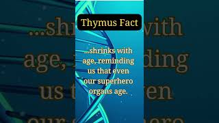 Thymus Fact | Interesting Fact About | Learn facts   interestingfacts human humanbody