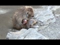 Japanese macaque babies "Let's play !" : ニホンザルの赤ちゃんたち「さぁ、遊ぼう!」@上野動物園 - DSCN4354