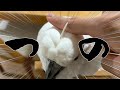 オウムに立派なツノが生えました!これを折ってみると…?