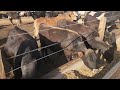 CONFINAMENTO COM A BOIADA CRUZADA ESTA FLUINDO.