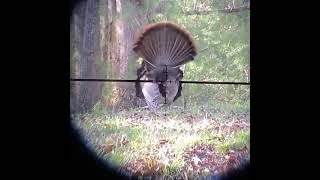 Swhacker Broadhead stops the flop on this VA gobbler!!!