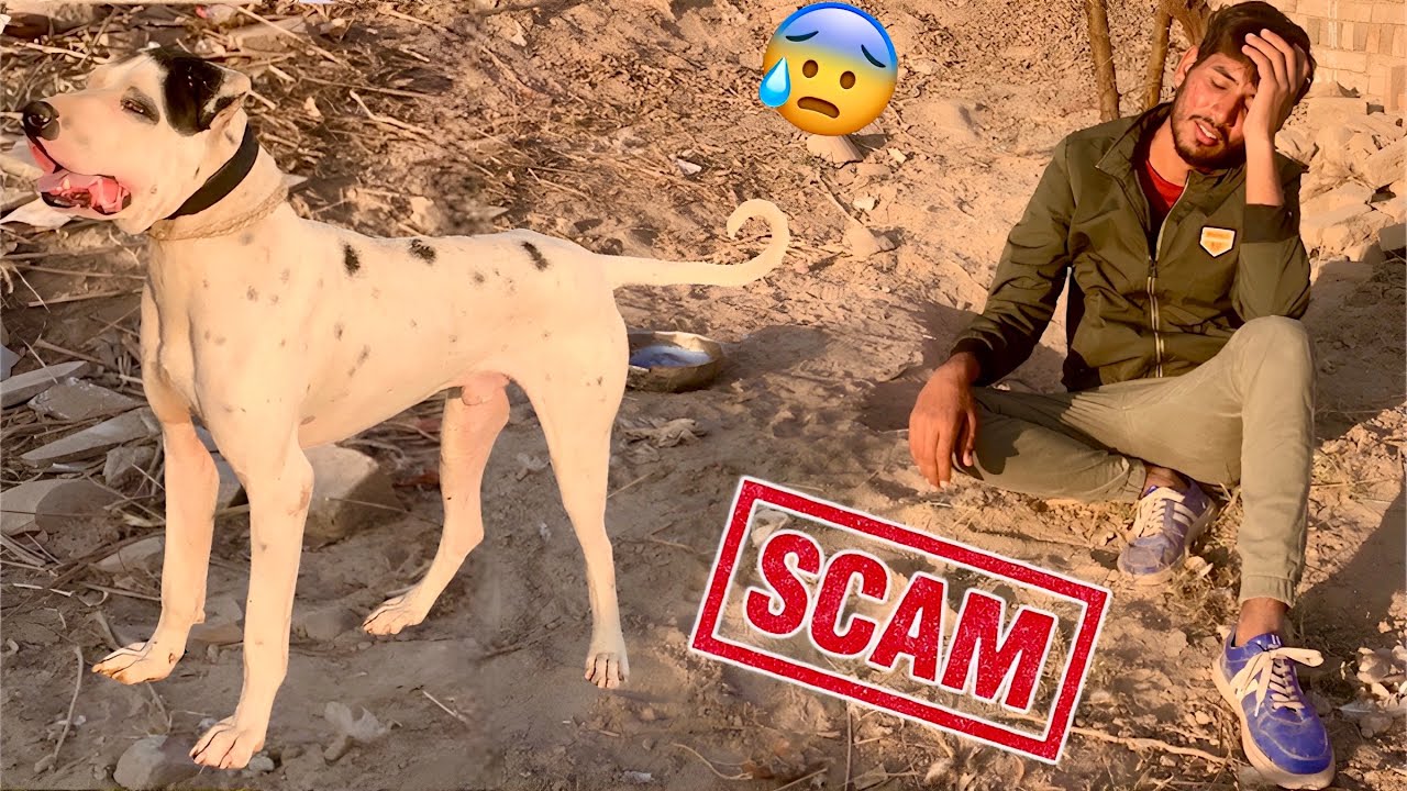 It was a complete scam 😰ll the Bully Dog ran away 💔