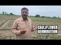 Cauliflower Nursery Germination &amp; Field Update 🌱 | Healthy Seedlings