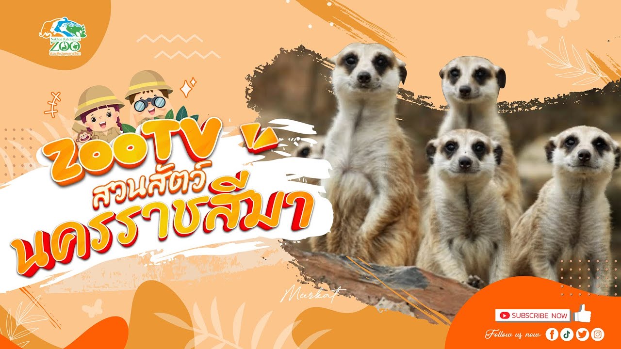 🔴 Live! เมียร์แคท Meerkat | 3-2-2026 , 
