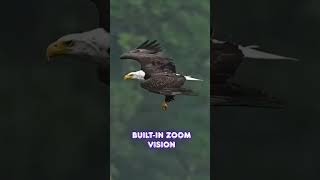Eagle Vision -The Perfect Predator Eyes