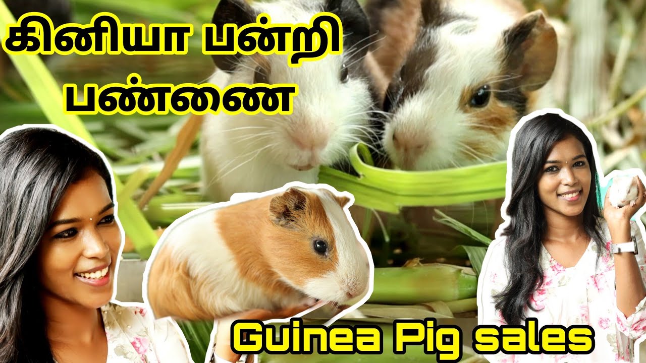 Guinea pigs farm / கினியா பன்றி வளர்ப்பு / Guinea pig sales / guniea pets farm in theni / கினியா