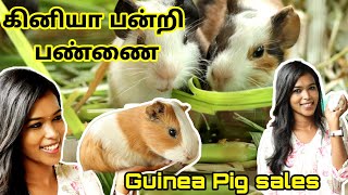 Guinea pigs farm / கினியா பன்றி வளர்ப்பு / Guinea pig sales / guniea pets farm in theni / கினியா