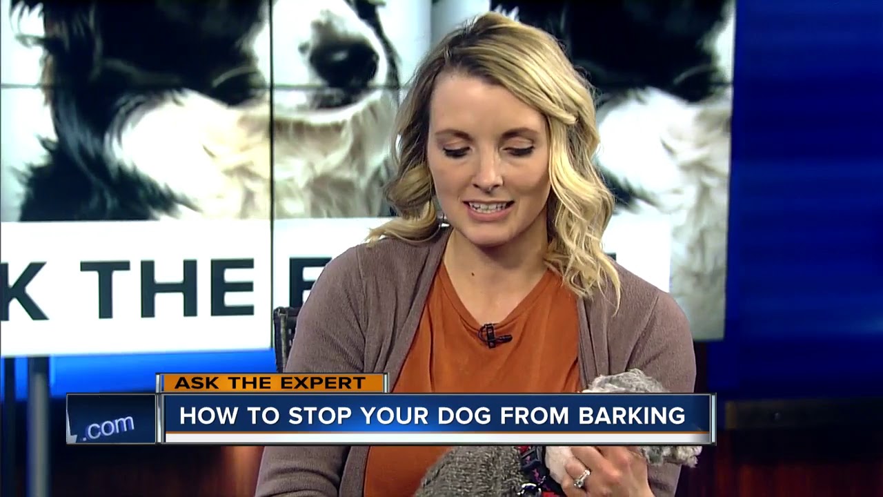 How to stop your dog from barking - YouTube