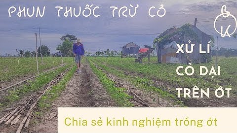 XỬ LÍ CỎ TRÊN ỚT 20 NGÀY TUỔI