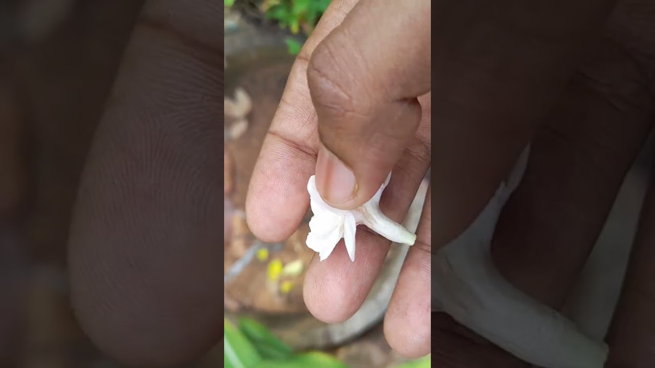 Clerodendrum philippinum/ Clerodendrum fragans / Peanut Buttercup or Peanut Butterplant.