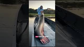 This Fish Has Bulletproof Scales 😳🐟 #Arapaima#Piraruku#FishFacts#AnimalFacts