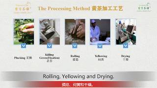 Chiense Tea Arc Micro-Course Lesson 15 Processing Of Yellow Tea 黄茶的工艺