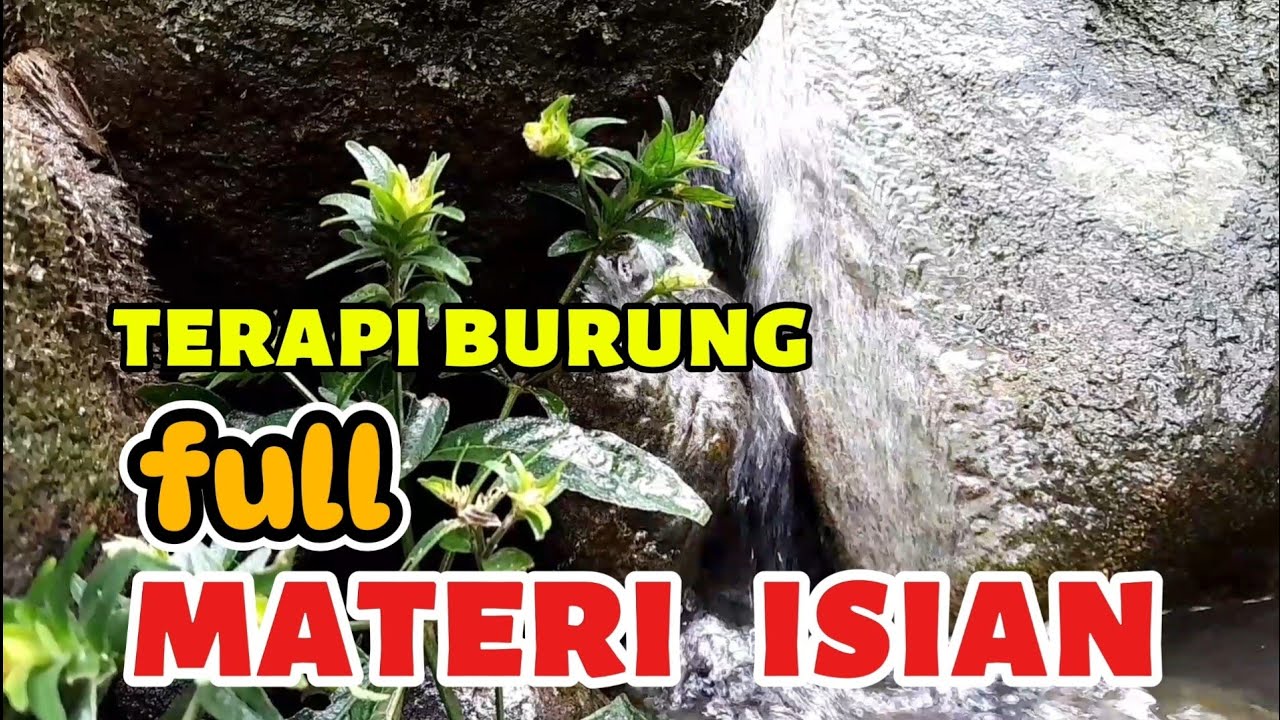 terapi burung full materi isian mewah cepat nyaut dan gacor, terapi suara air