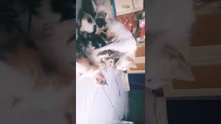 Dari Tiduran Sampe Bangum Sambil Netein