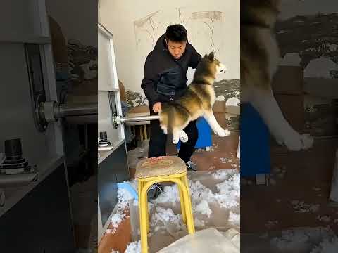 Don't make him mad🐶😂