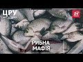 ЦРУ. Як в Україні прикривають рибну мафію (Частина 2)