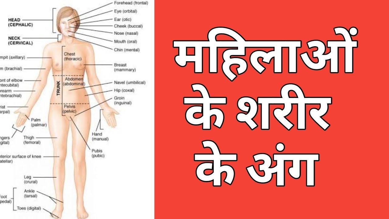 महिलाओं के शरीर के अंग | women body parts name in hindi |women body