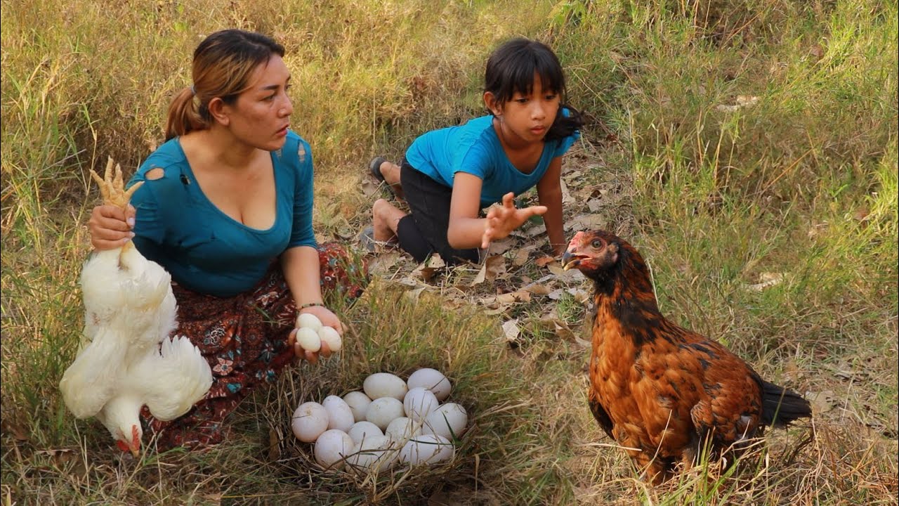 Catch chicken and egg in rainforest/ Cooking chicken with flower banana for eating delicious