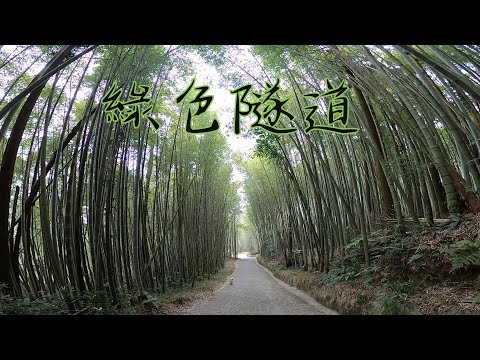 嘉義瑞里綠色隧道 茶壺民宿紫藤花隧道