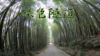 嘉義瑞里綠色隧道茶壺民宿紫藤花隧道 