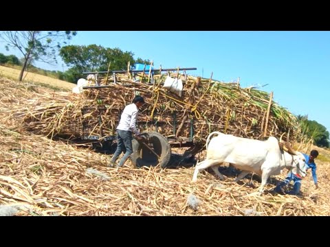 उसाची बैलगाडी part-43 | Sugarcane transportation by bullock cart | bailgadi