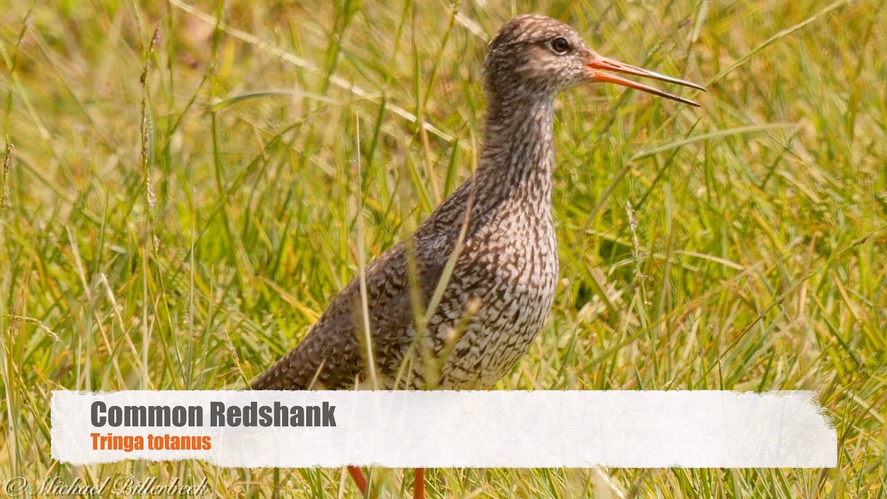 [Common] Redshank (Tringa totanus) / Rotschenkel [3] 