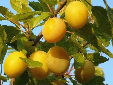 О сливе, устойчивой к сибирским условиям
