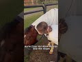 Horses Being Dramatic And Ridiculously Funny#FunnyAnimals #EquineFails #HorseVideos #PetCompilation