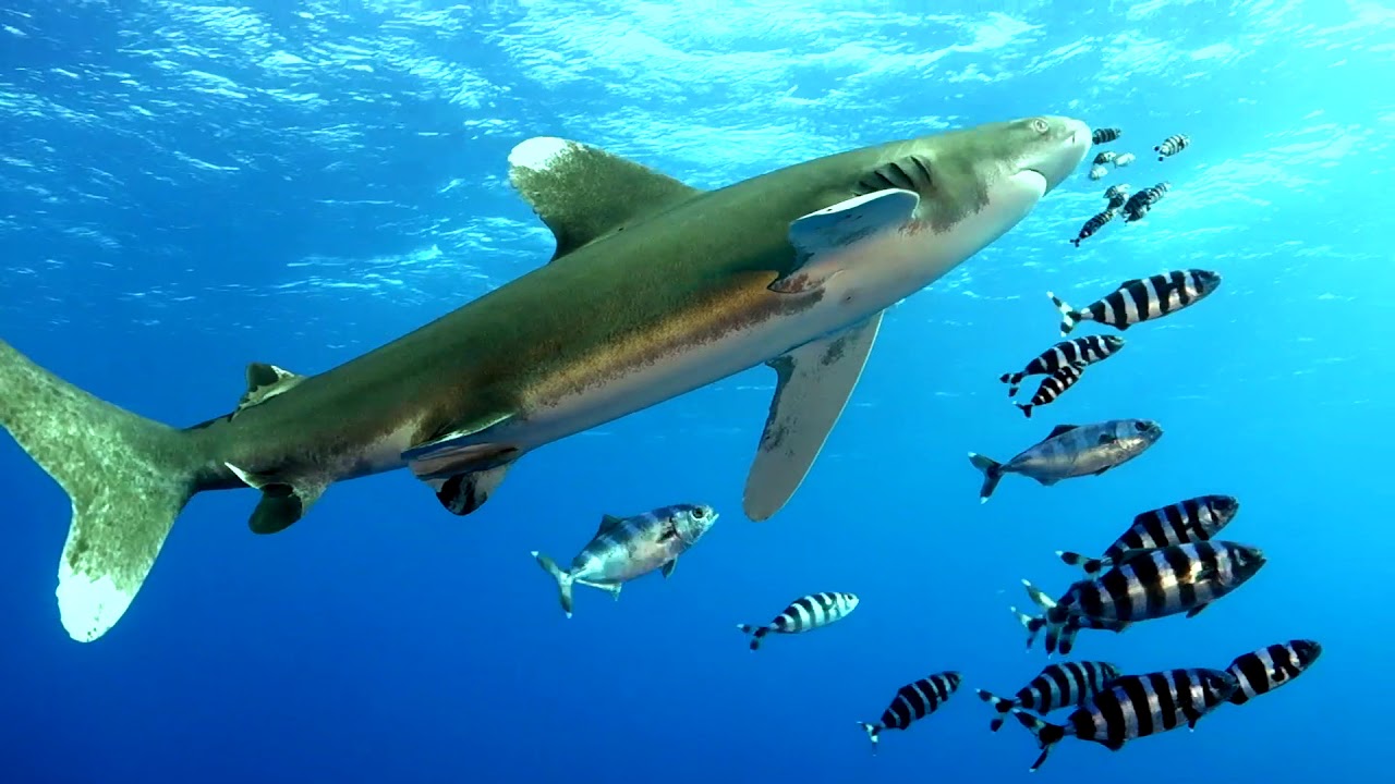 Best of Croisière plongée BDE Requins avec Alysés Plongée Hurghada Egypte mer Rouge YouTube