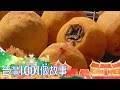 古法日曬柿餅，新竹最美秋景 part4 台灣1001個故事