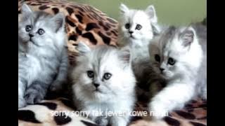 Lagu Anak Anak Kucing Tidak sekolah