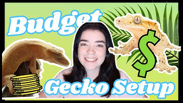 Budget Crested Gecko Setup! (For under $20!!)