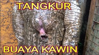 TANGKUR BUAYA KAWIN