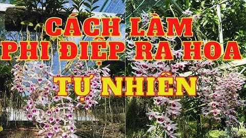 Cách làm cho phi điệp ra hoa tự nhiên?