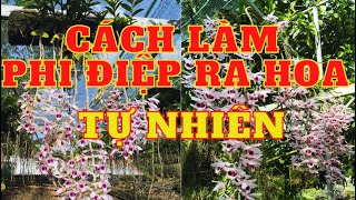 Cách làm cho phi điệp ra hoa tự nhiên?