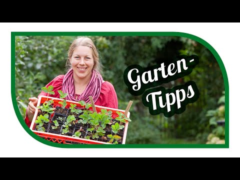 Aussaat & Gartentipps im September 🍓 Jetzt Erdbeeren pflanzen für die erfolgreiche Ernte