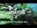 Медленный травник 400л.  Буцефаландры. Анубиасы.