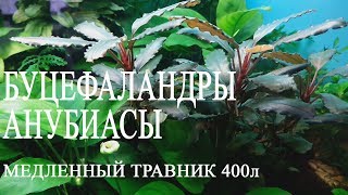 Медленный травник 400л.  Буцефаландры. Анубиасы.