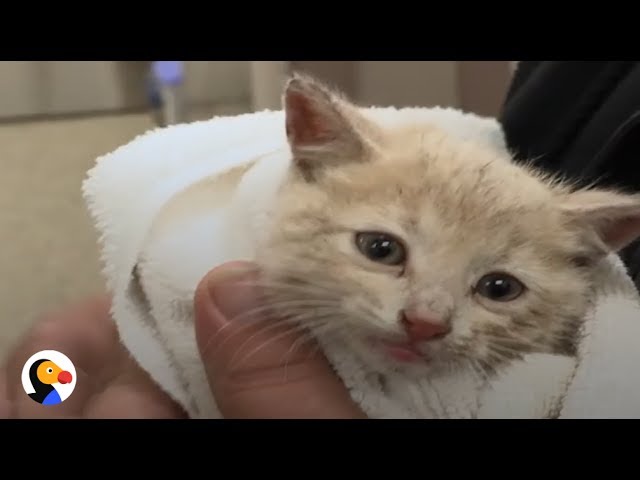 ADORABLE Kittens Rescued From Drain Pipe | The Dodo