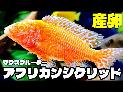 アフリカンシクリッド - YouTube