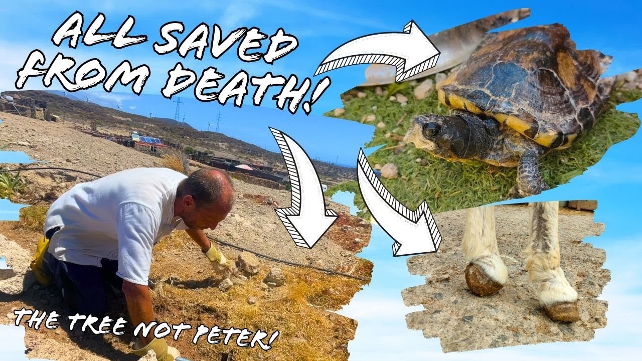 FIGHTING FOR THEIR LIVES | A donkey, a turtle and a tree.