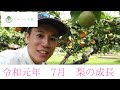 梨の栽培、成長過程【７月】【しゅうたの畑便り】