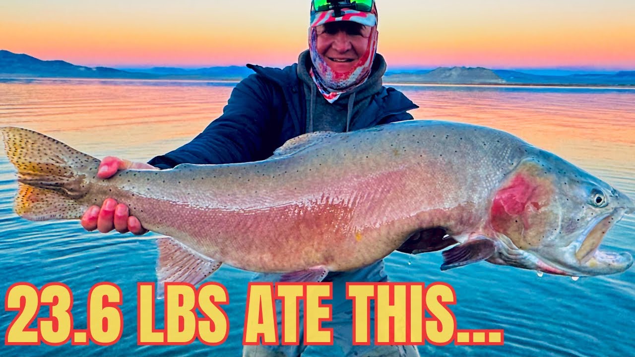 I Didn't Expect a 23.6 LB Trout to Eat This...