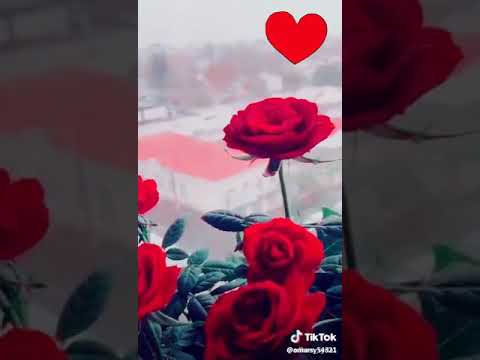 اجمل موسيقى عن اغنيه على ورق الورد