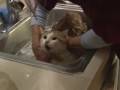 Lola's Cat Bath